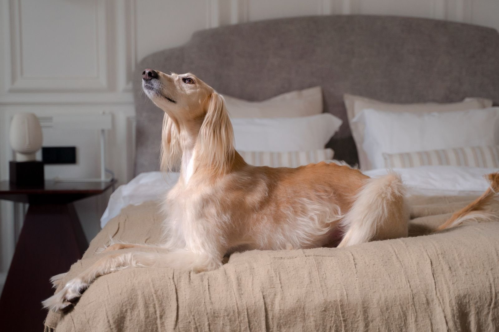 Pet Grooming Spa at Luxury Resort Nagercoil