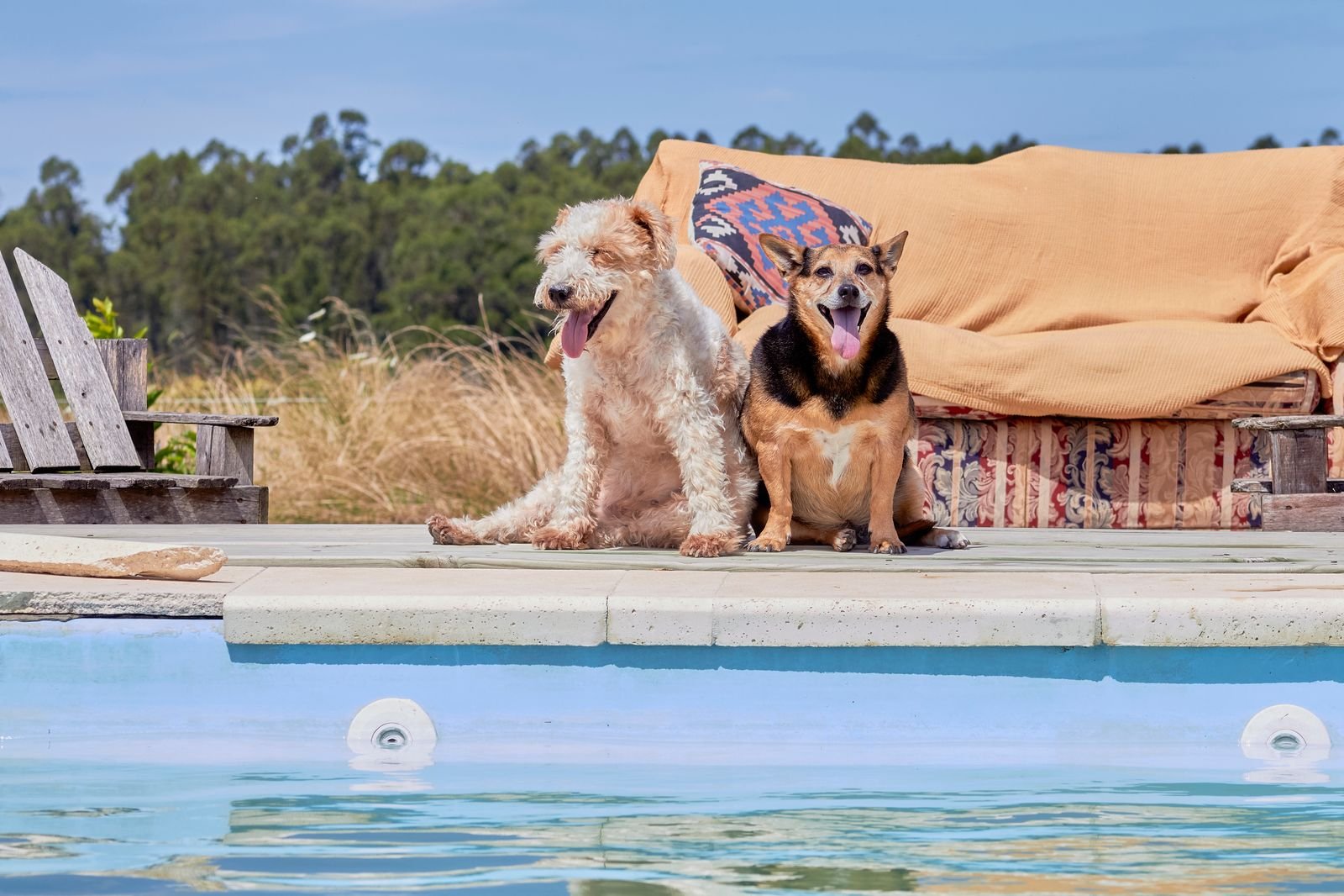 Pet Daycare and Play Park Nagercoil