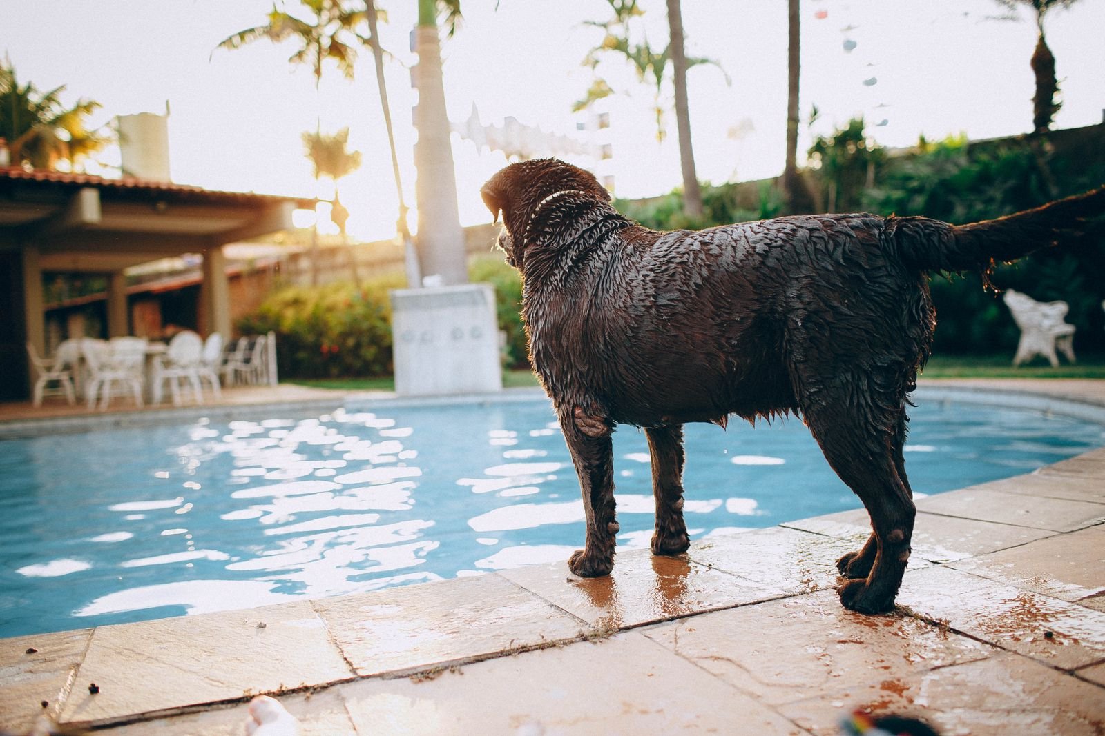 Pet Training Programs Nagercoil