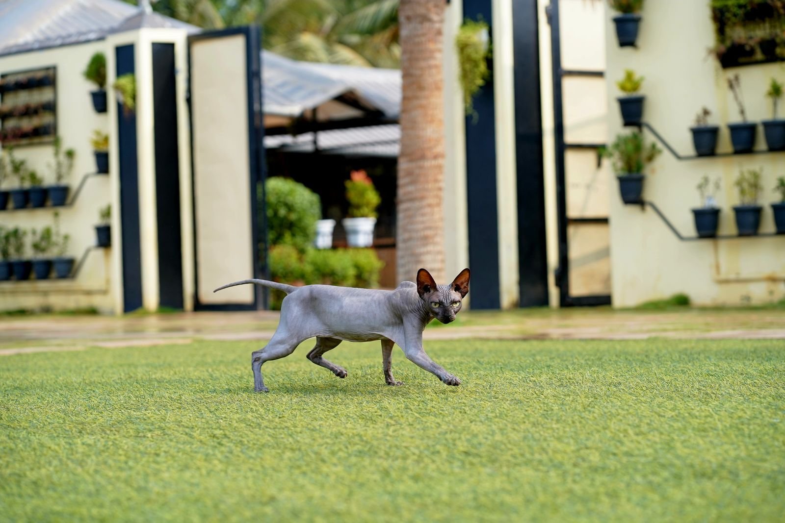 Gourmet Pet Food and Nutrition Nagercoil