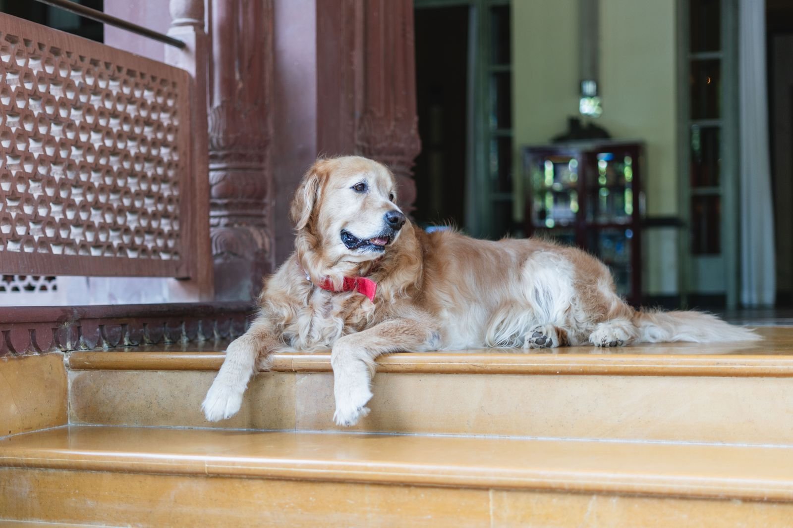 Pet Photography and Events Nagercoil