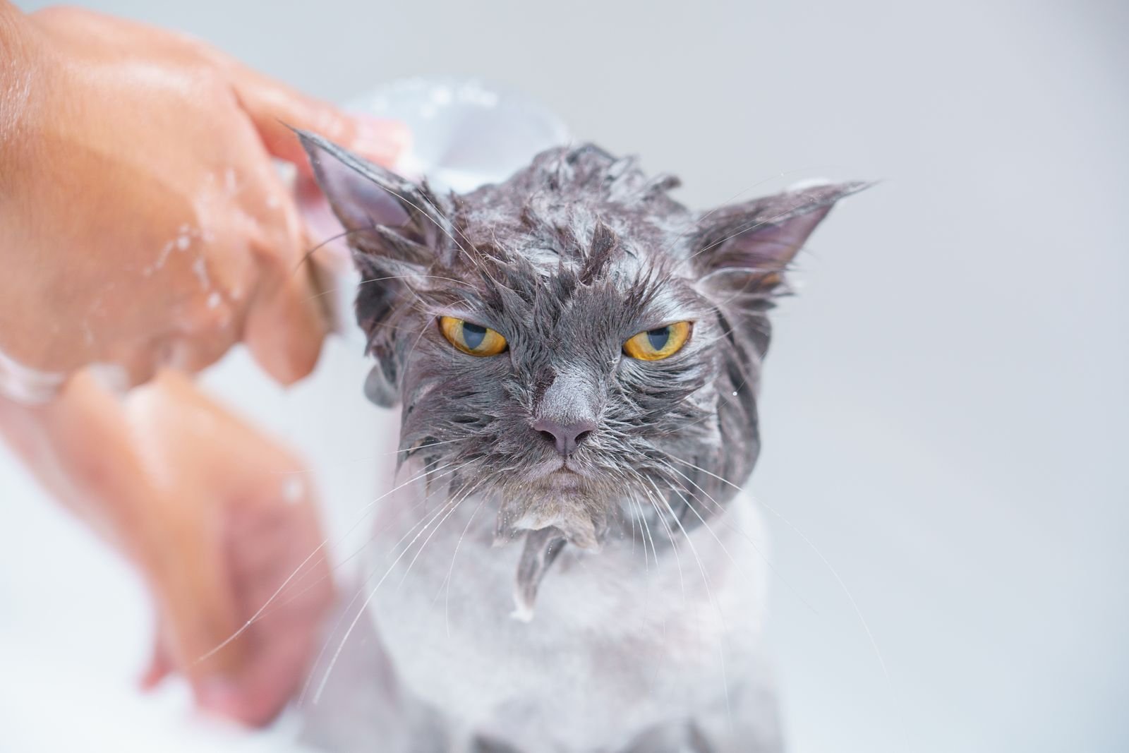 Anti-Fungal Medicated Pet Bath in Mul