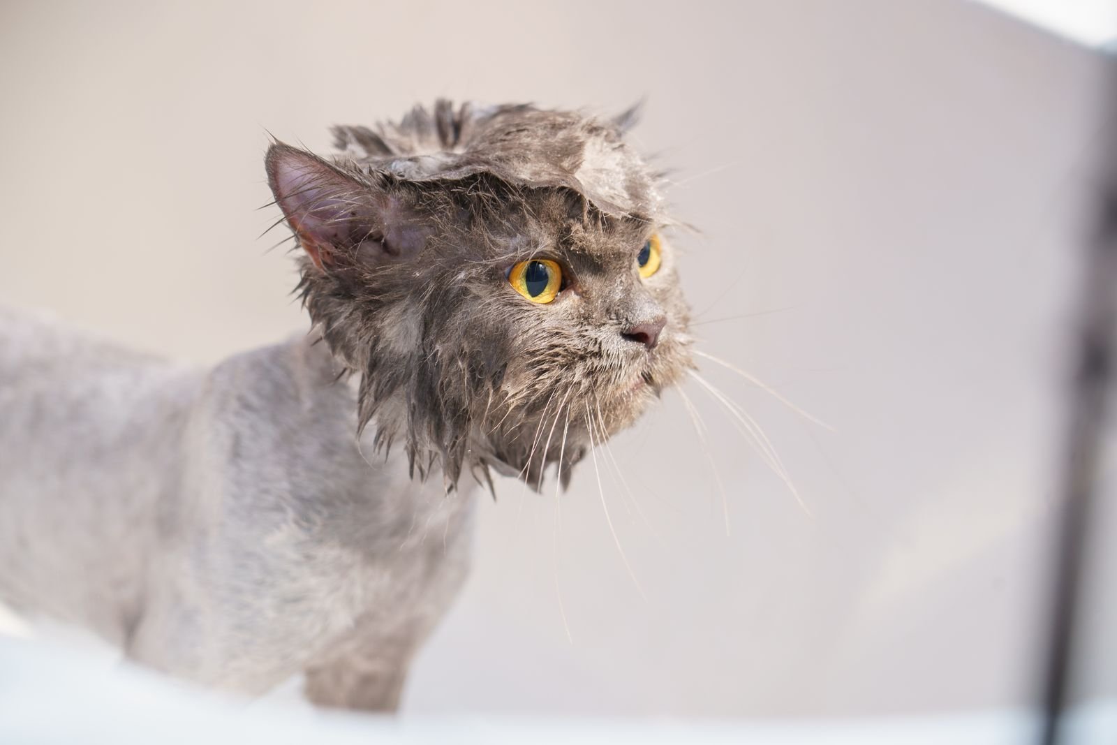 Deodorizing Deep Cleansing Bath for Pets