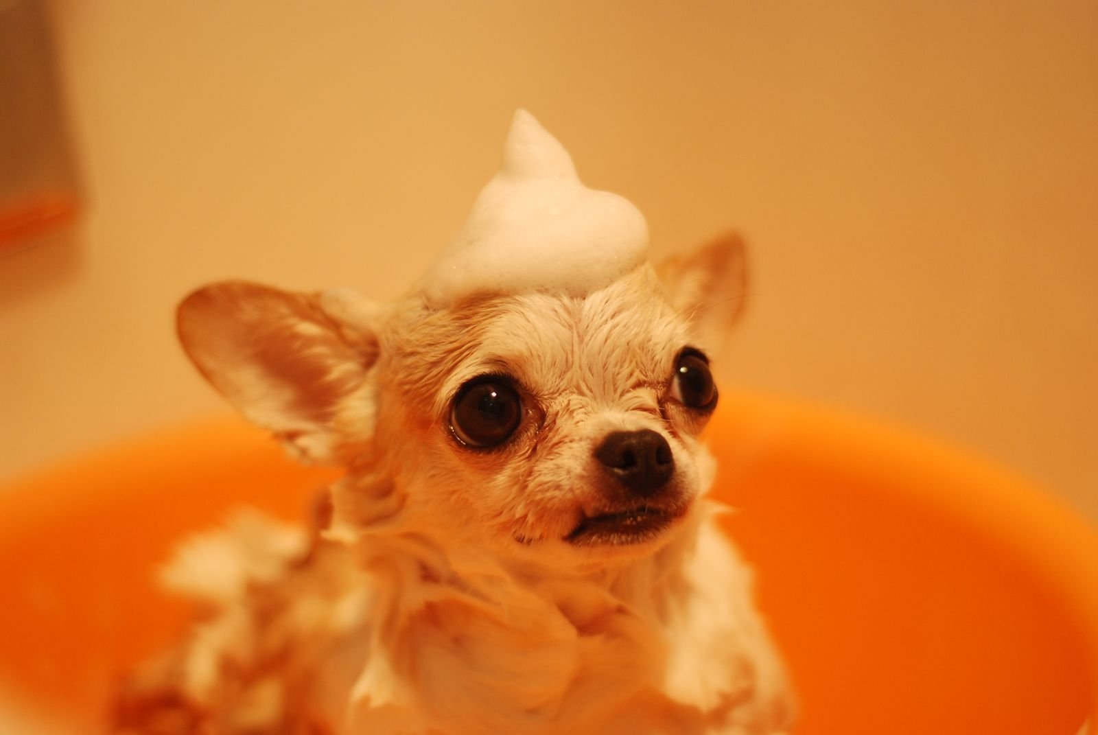 Therapeutic Oatmeal Bath for Pets