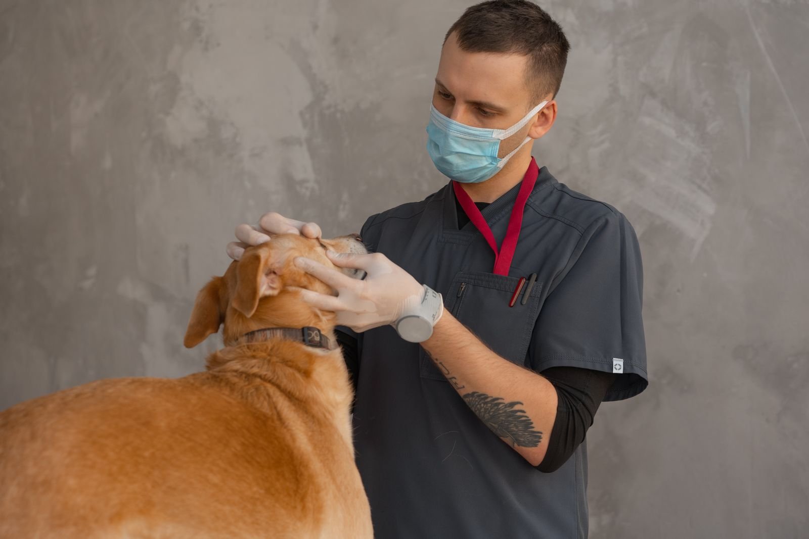 Medicated Pet Bath Service - Anti-Fungal Treatment