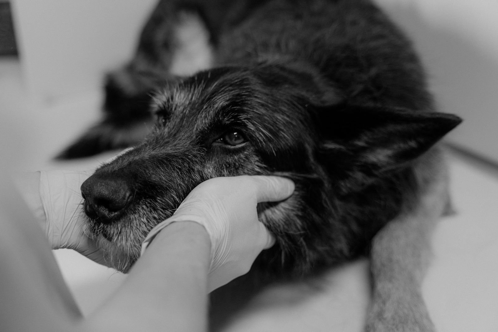 Anti-Tick and Flea Medicated Bath