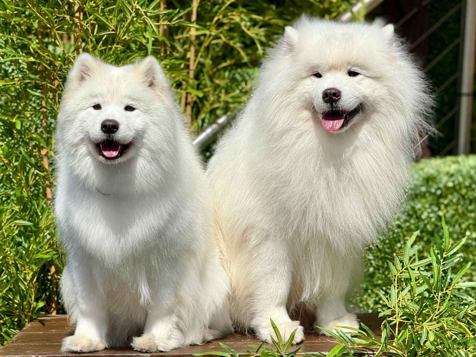 Luxury Pet Bath & Shampoo Service