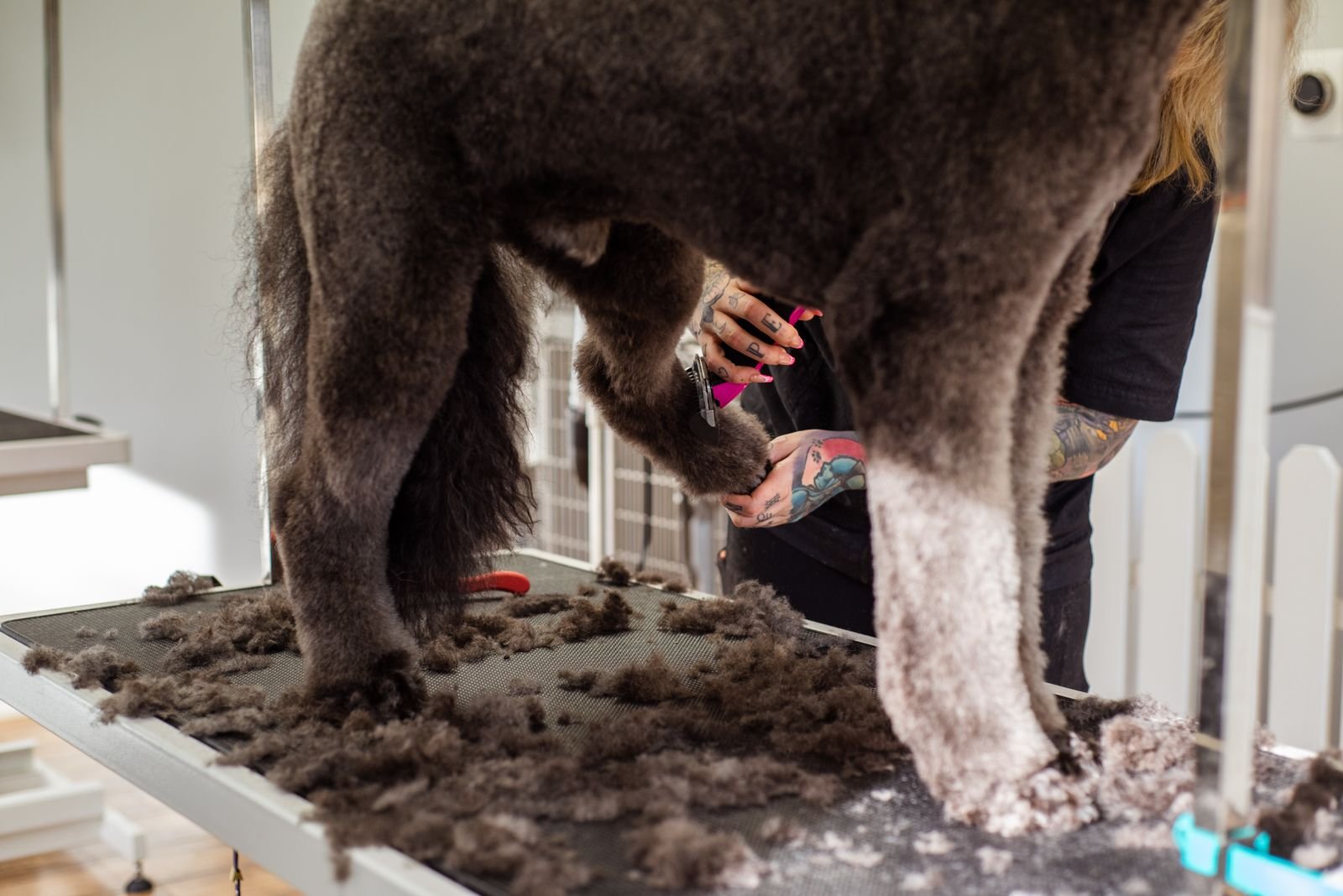 Nail Trimming & Paw Care