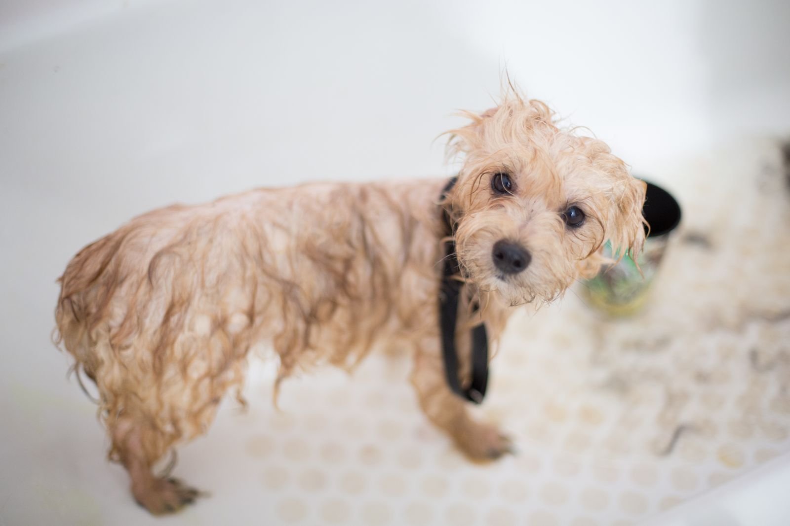 Ear Cleaning & Care