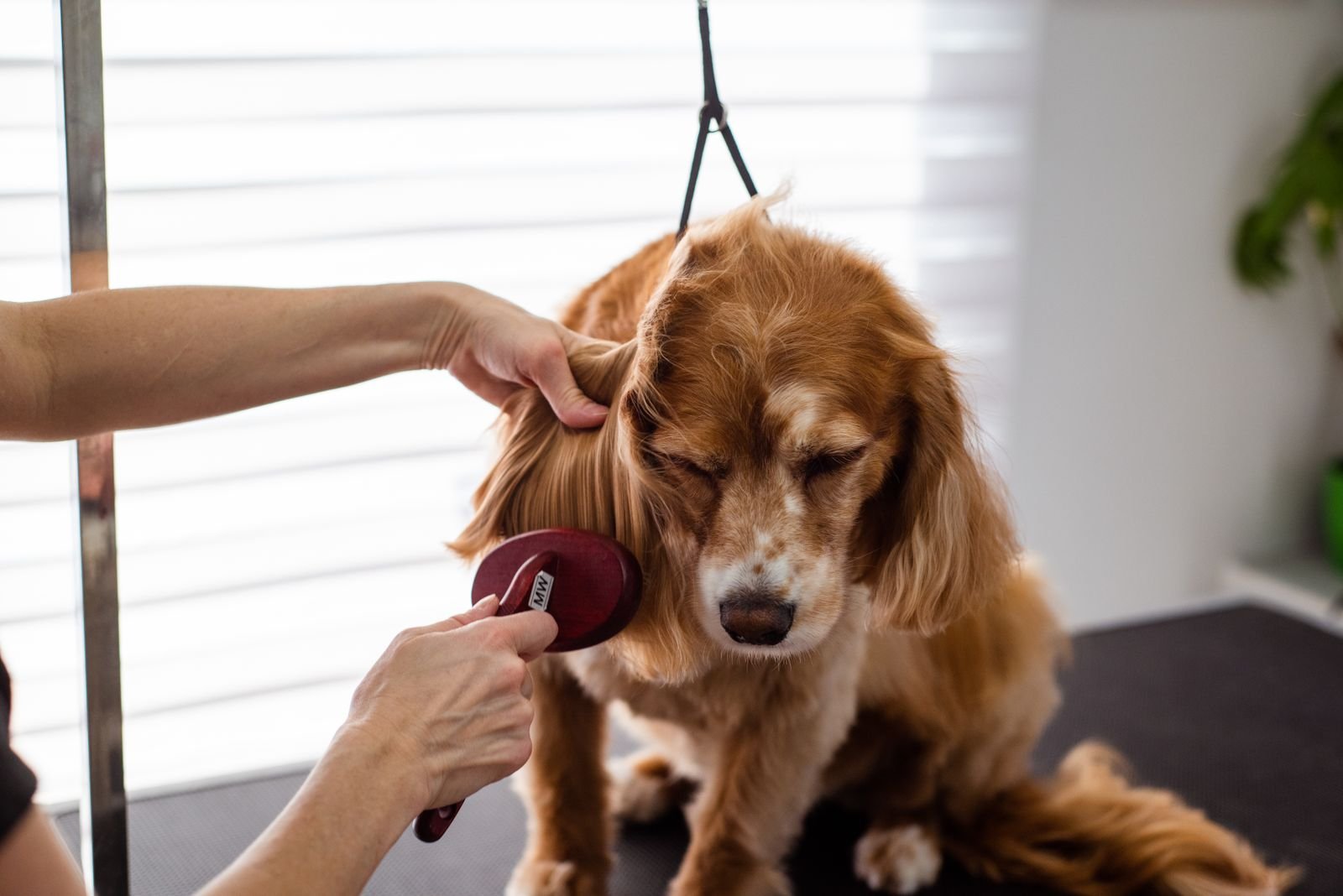 De-shedding Treatment