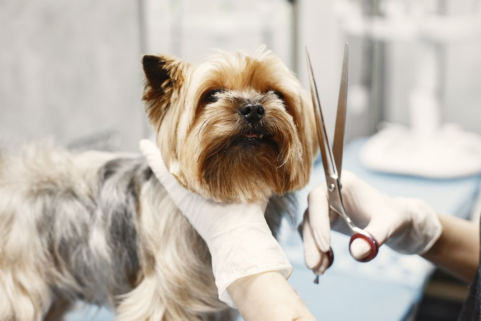 Flea & Tick Treatment