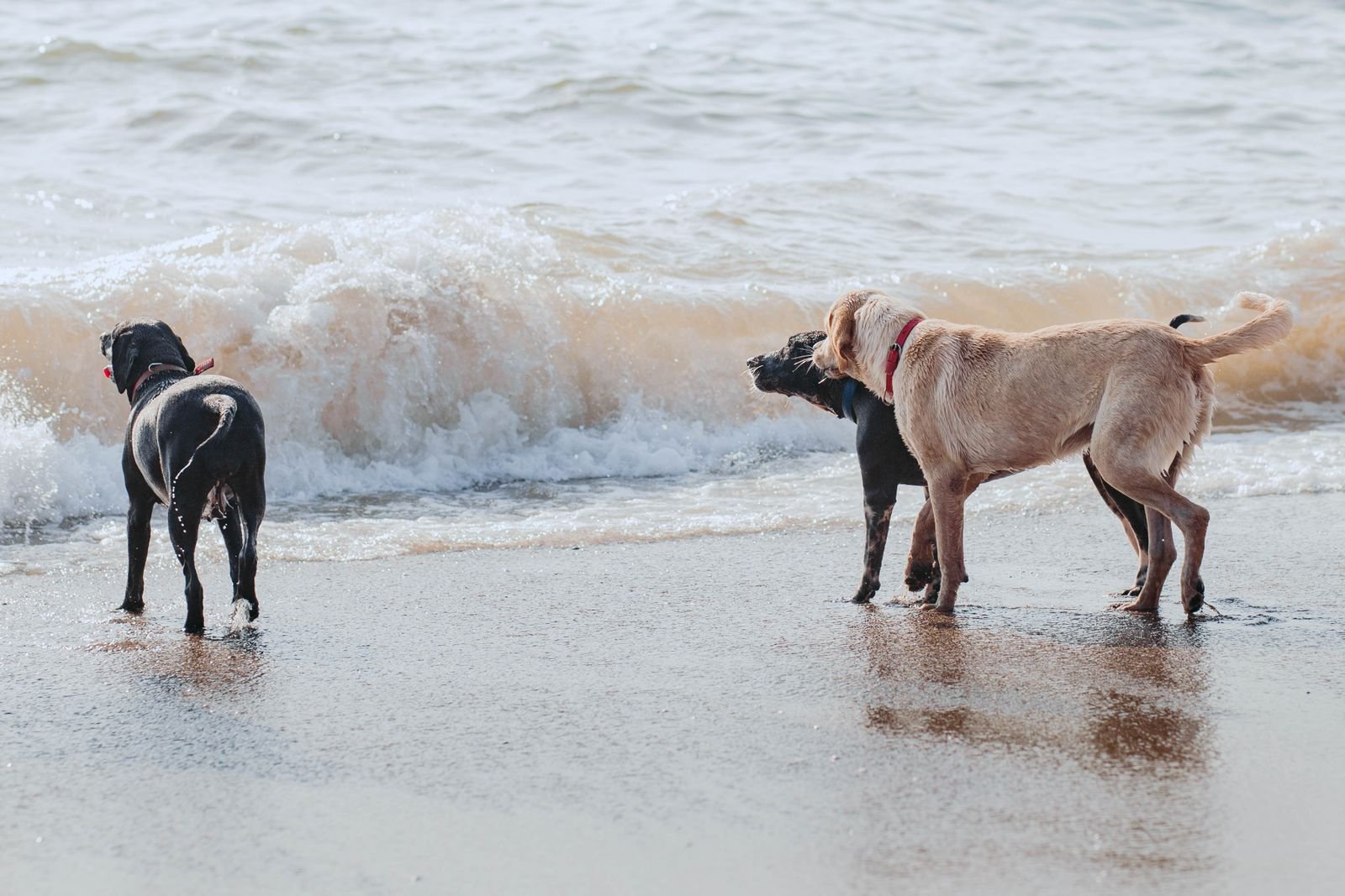 Canine Conditioning and Rehab Chandur Railway