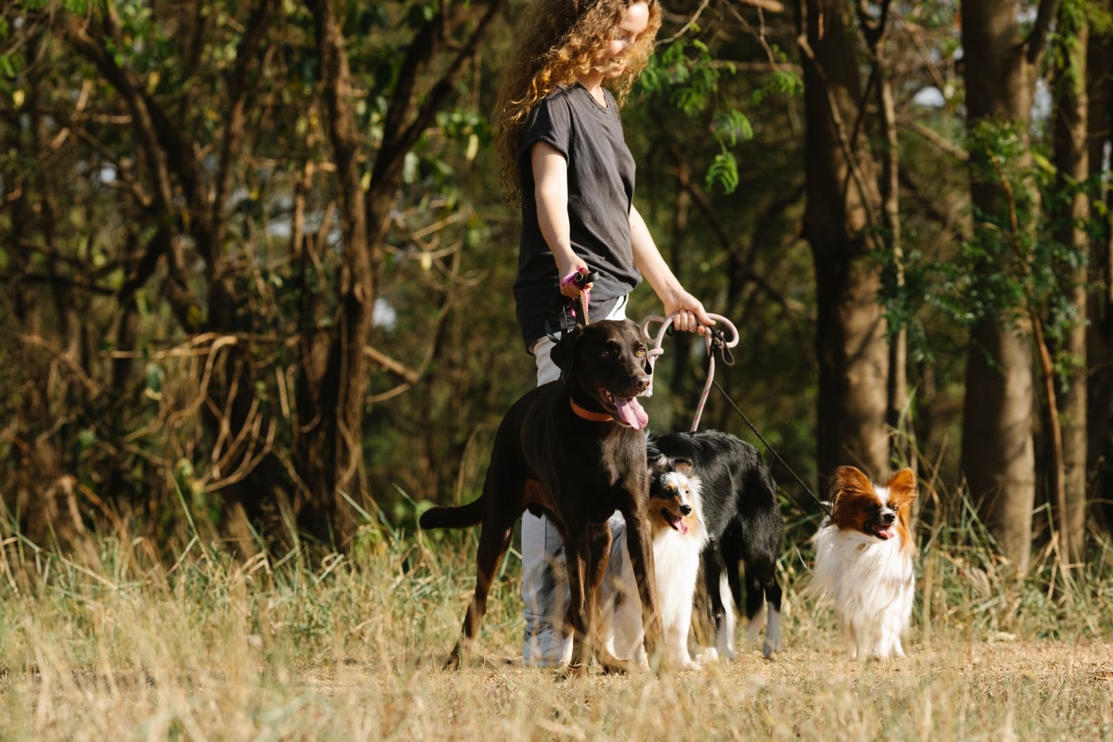 One-on-One Dog Fitness Training Chandur Railway