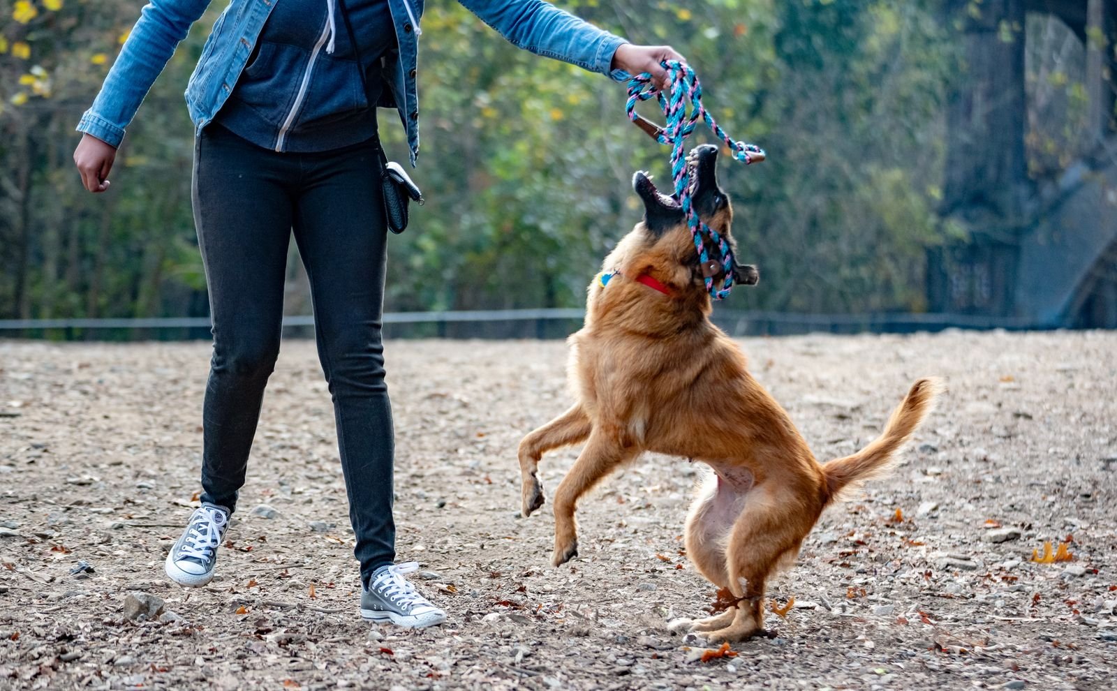 Off Leash Dog Exercise Programs Chandur Railway