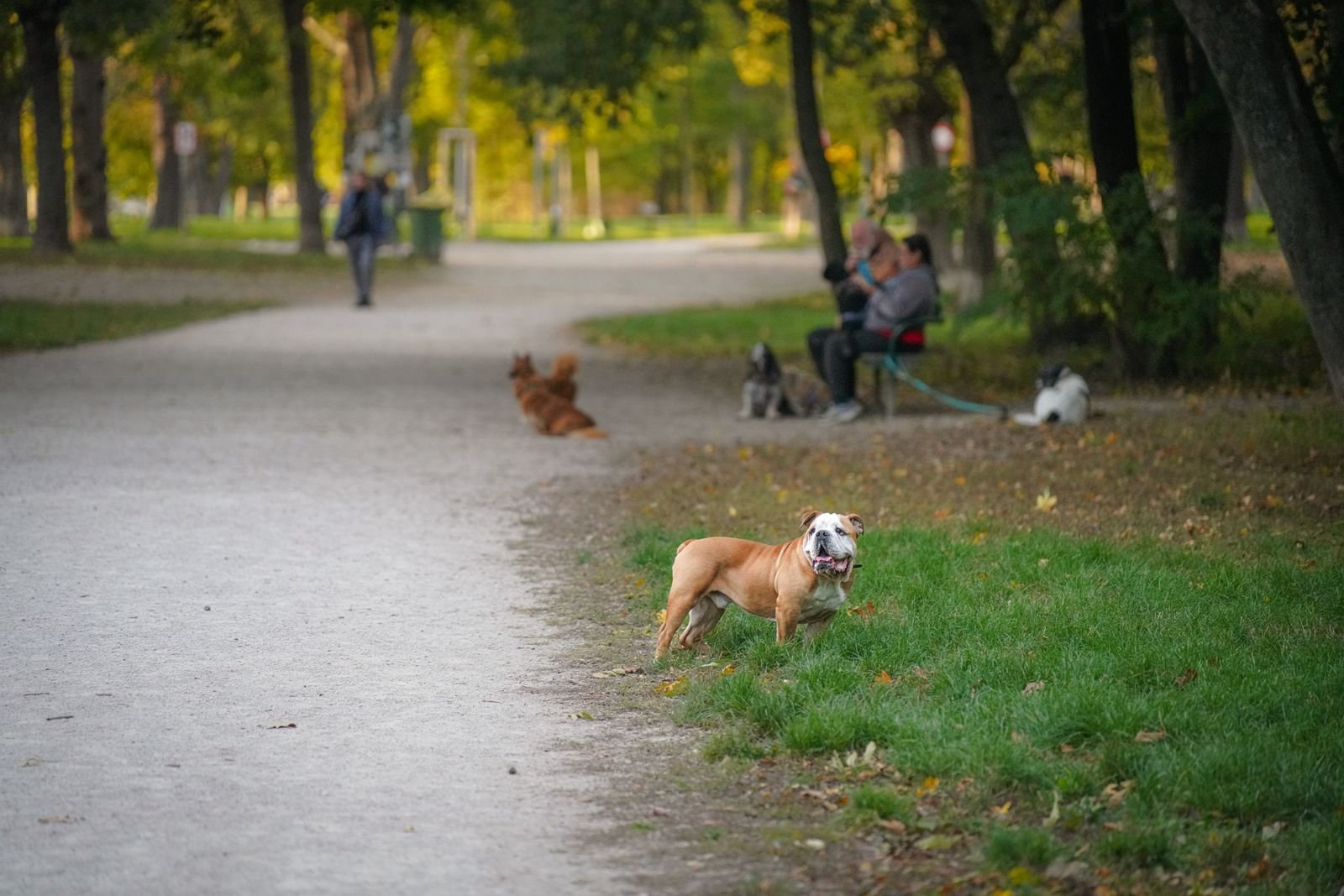 Freedom to Run and Play - Off Leash Dog Programs
