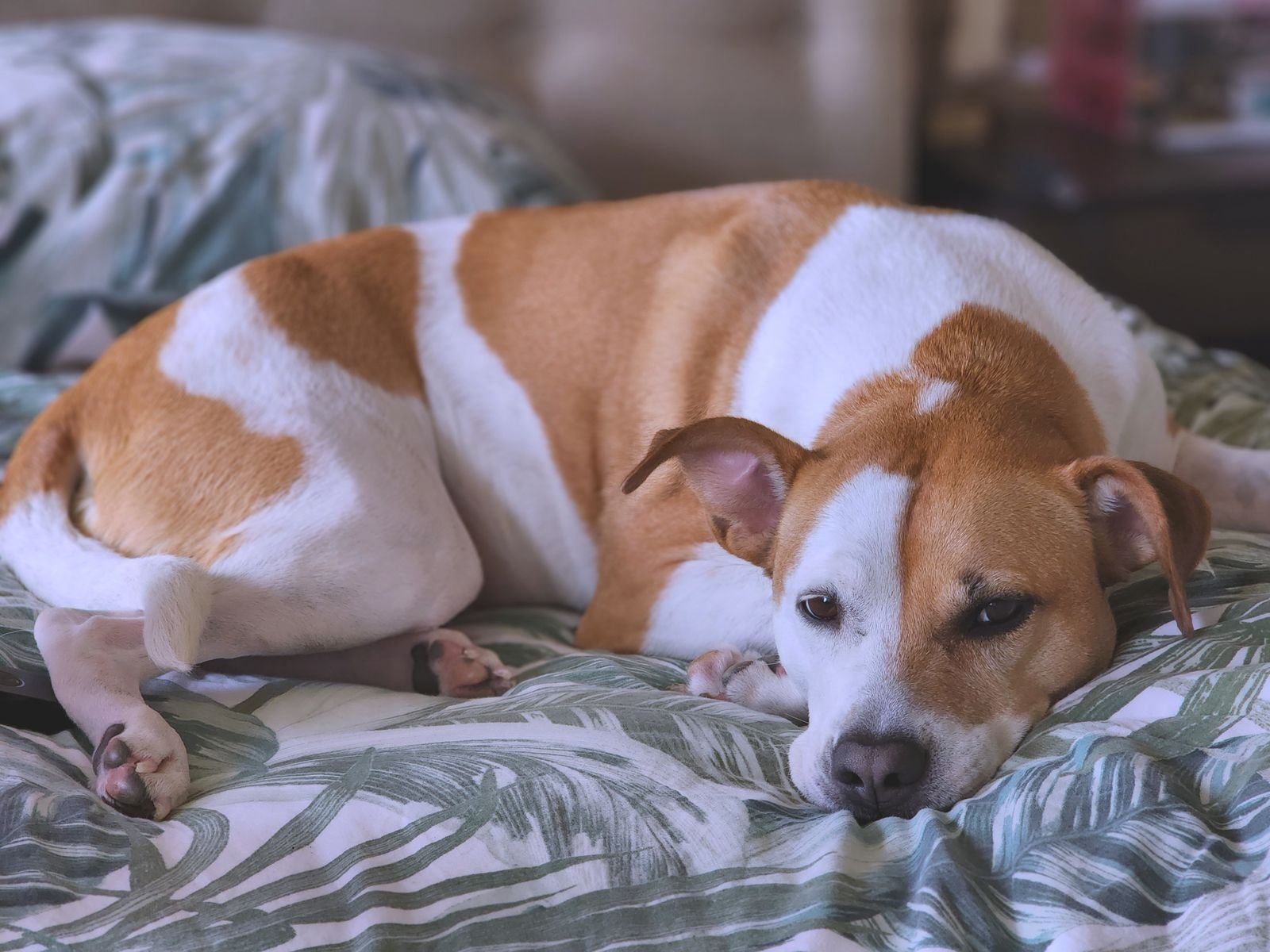 Overnight Pet Sitting Jalandhar - In-Home Care