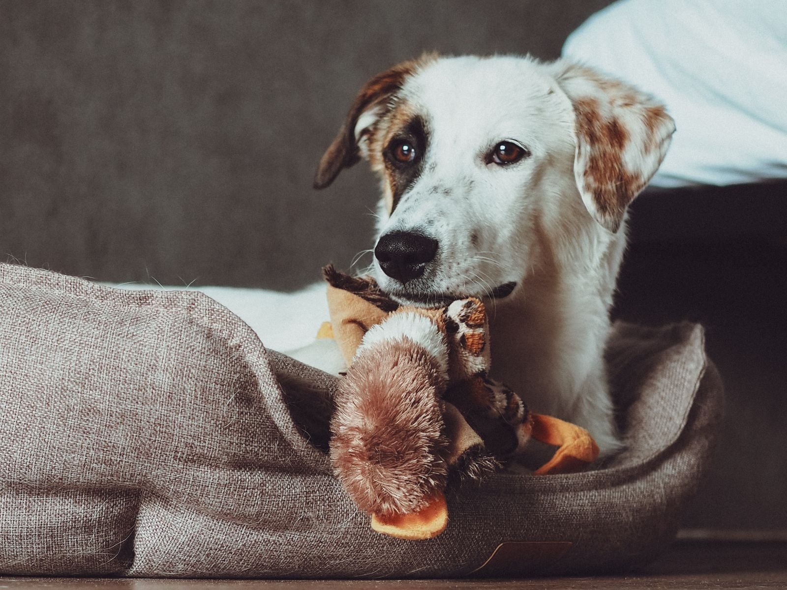 Cat and Dog Sitting Jalandhar