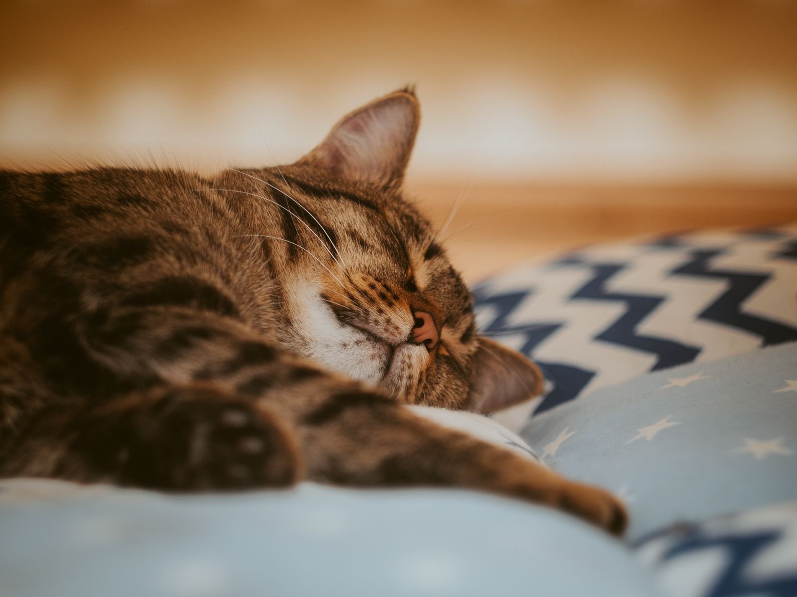Cat Sitting Services Jalandhar