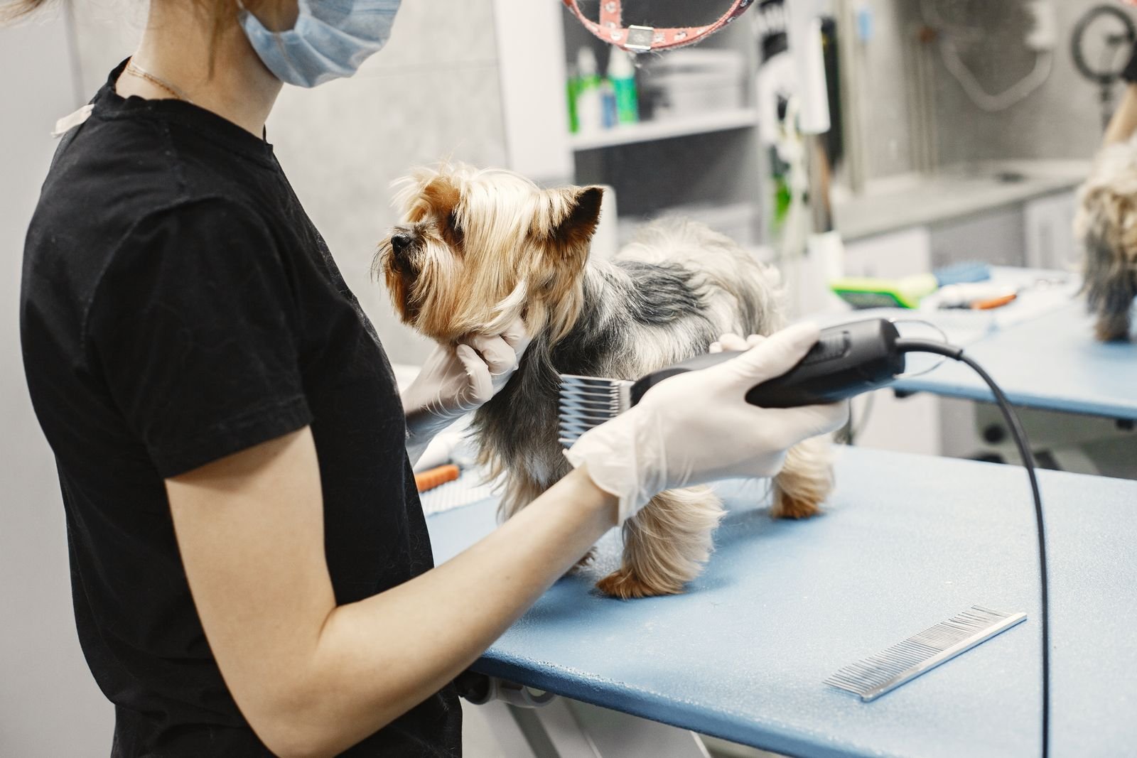 Luxury Pet Boarding Suites