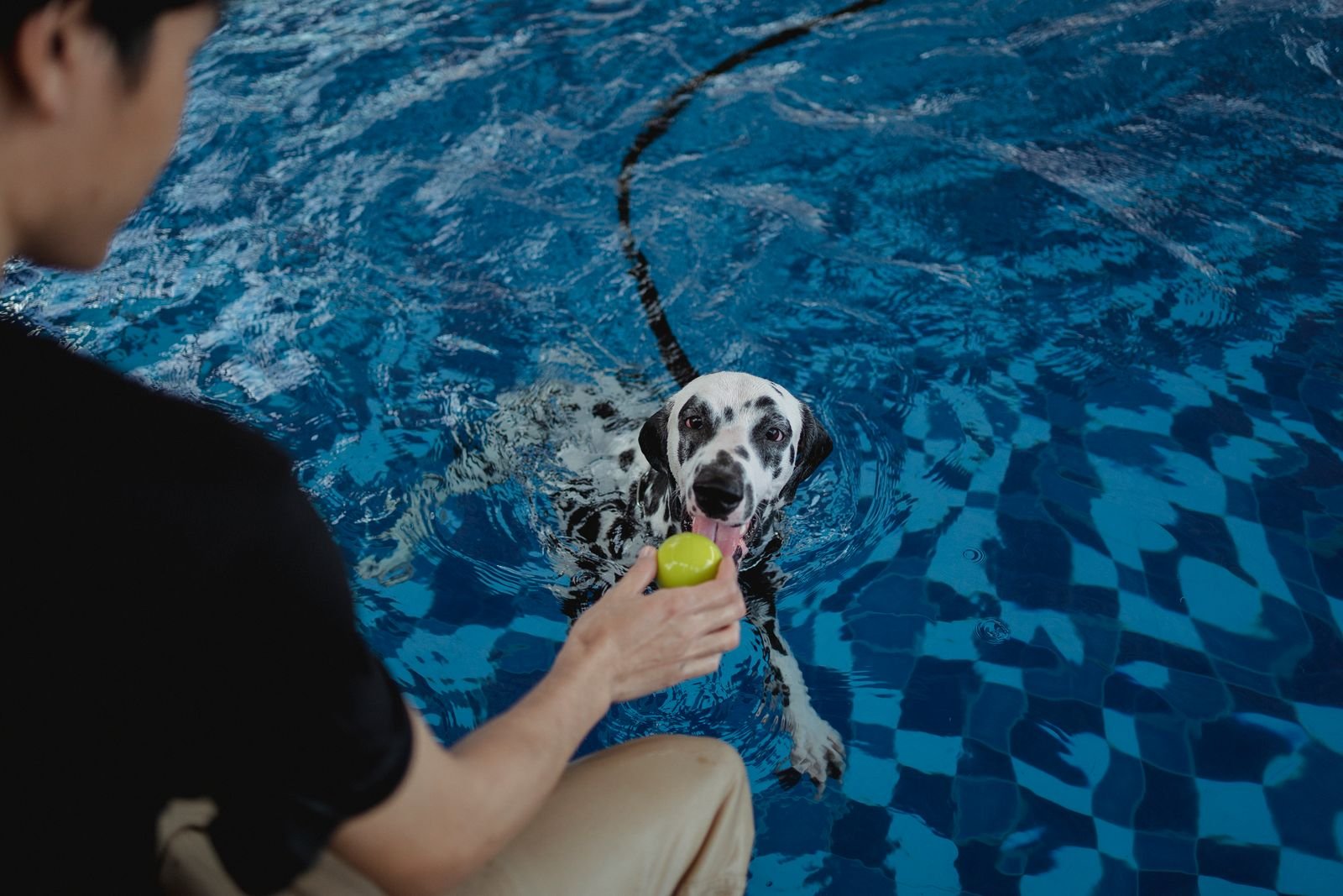 Pet Training Programs