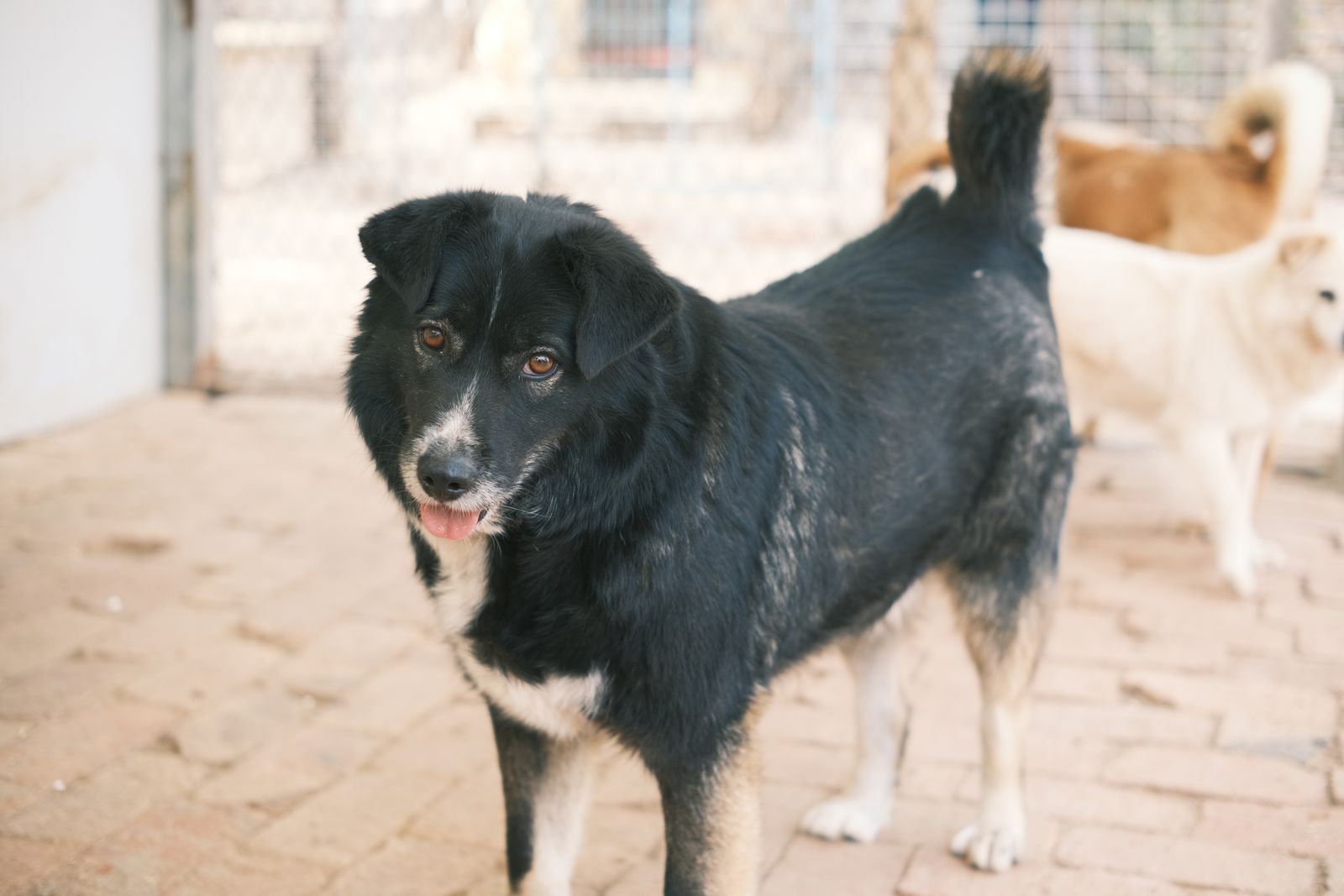 Pet Photography Sessions