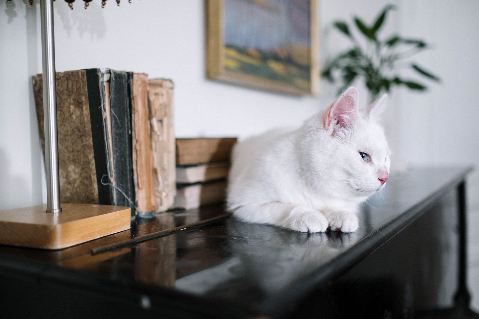 Doorstep pet pickup and transport service Sinnar