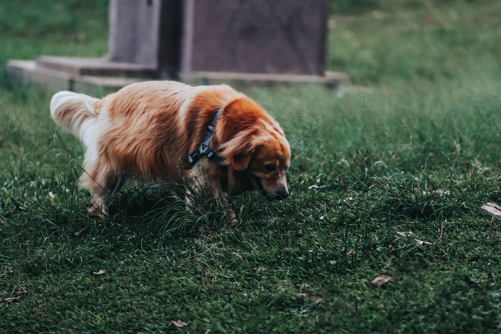 Pet farewell ceremony and blessing service Sinnar