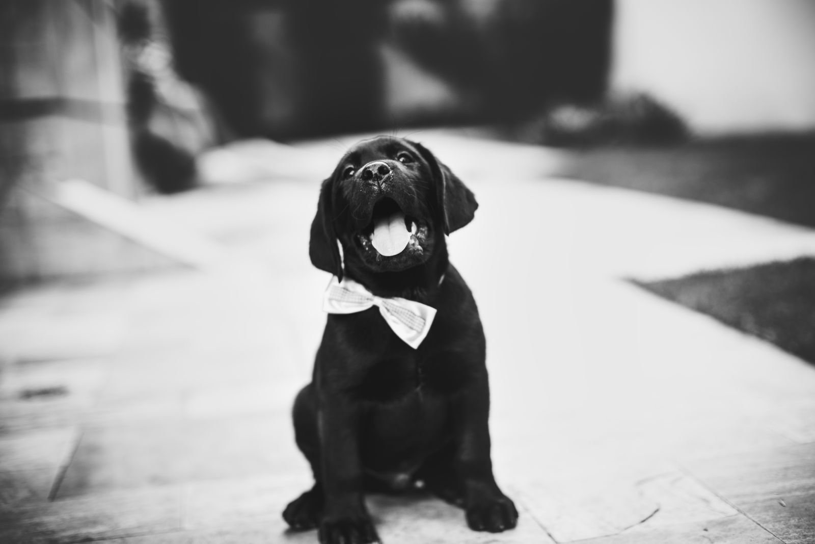 Dog Daycare Service Nigdi Pune