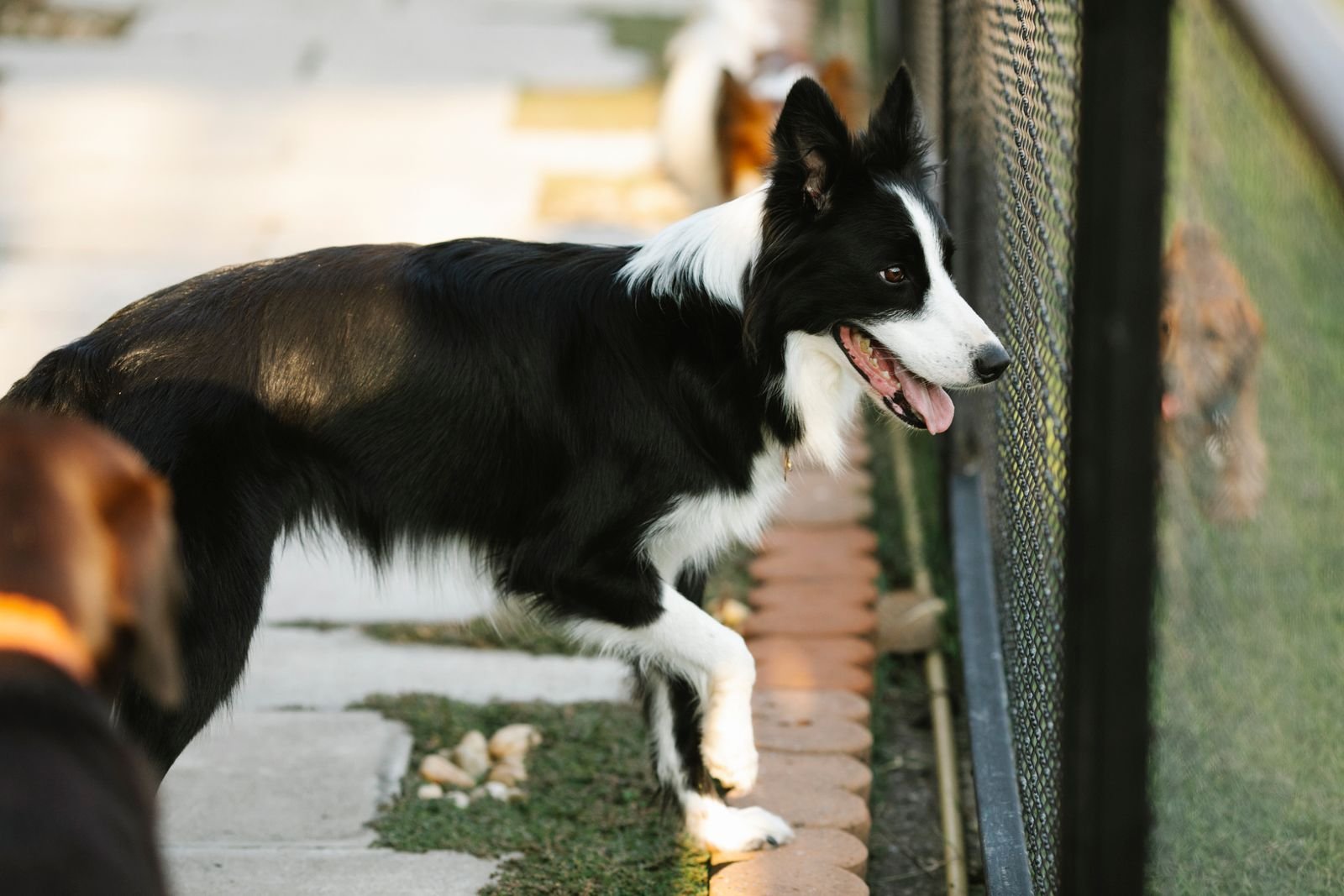 Cat Boarding Service Nigdi Pune