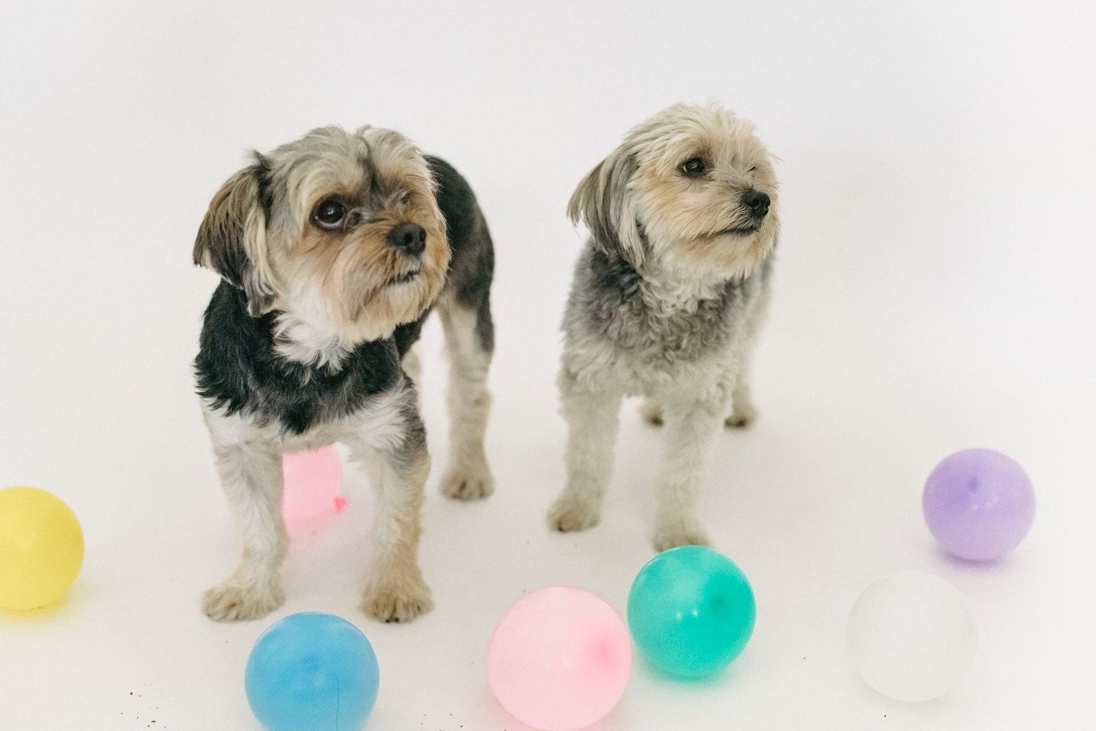 Pet Grooming Service Nigdi Pune