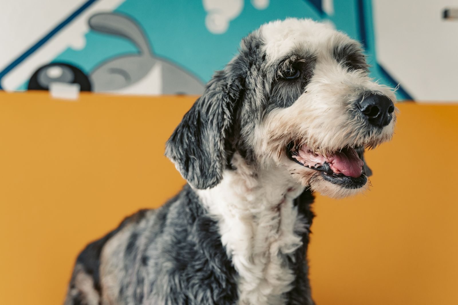 Overnight Pet Boarding Nigdi Pune