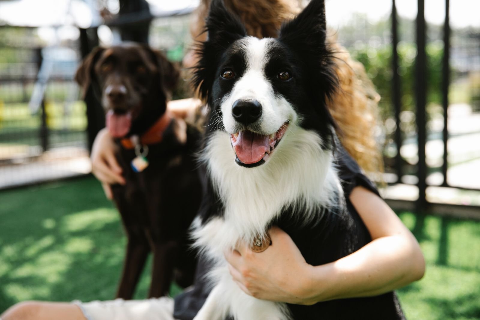 Pet Health Checkup Nigdi Pune