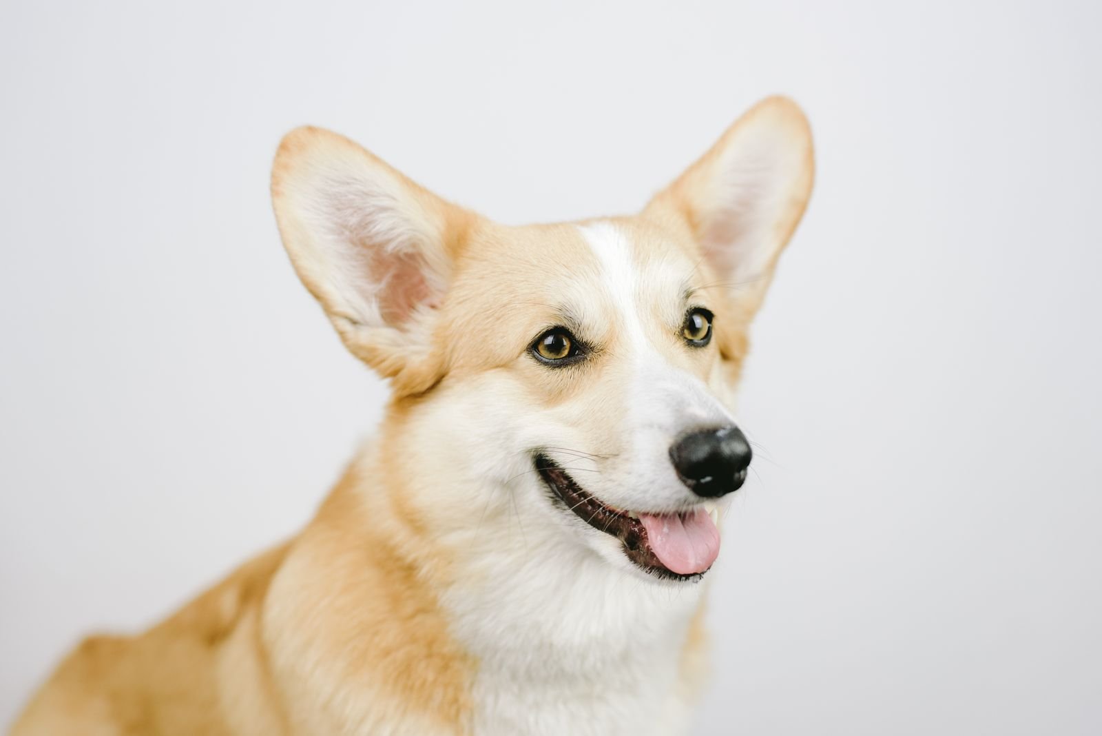 Gentle Pet Ear Cleaning in Pune
