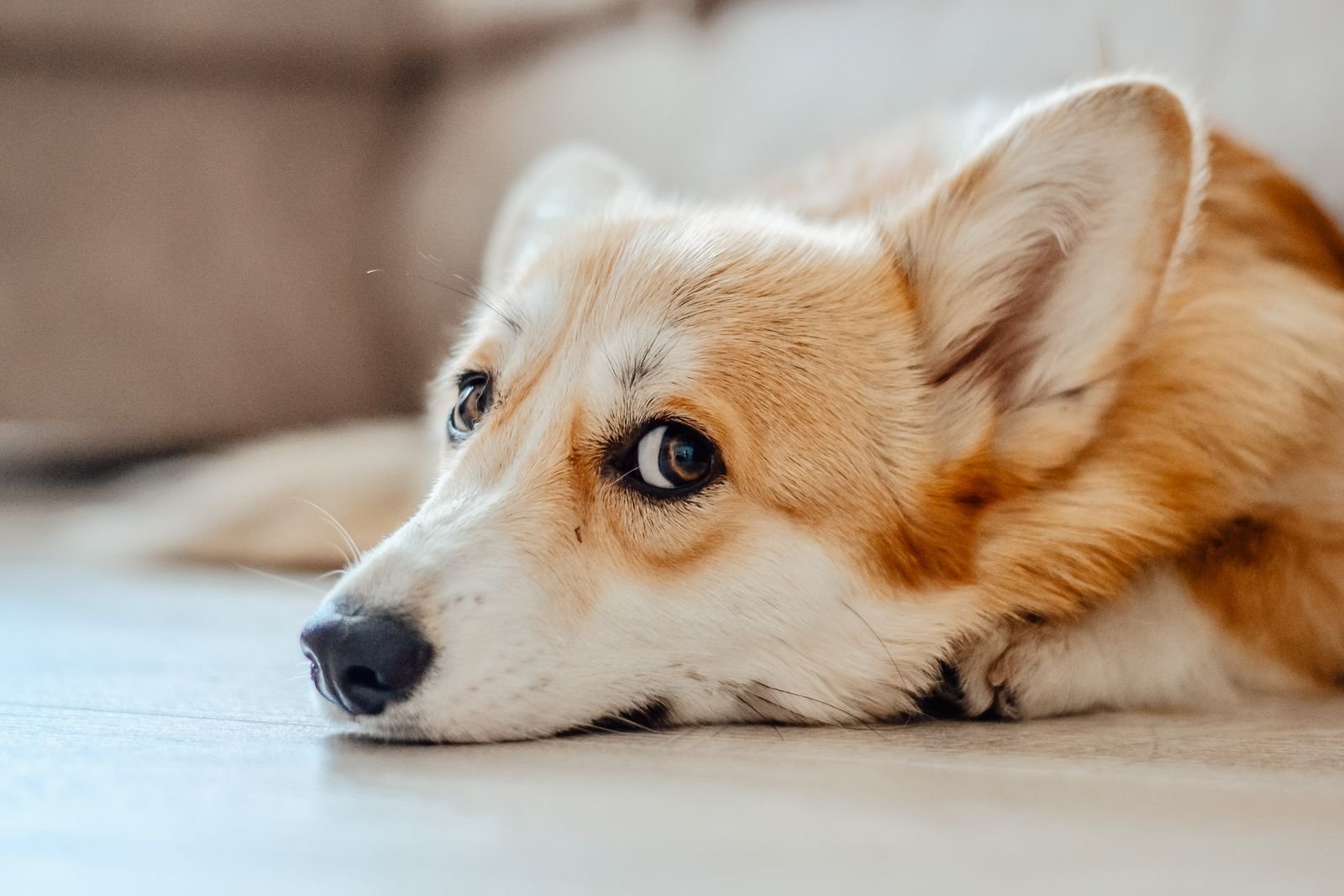 Emergency Ear Care Support