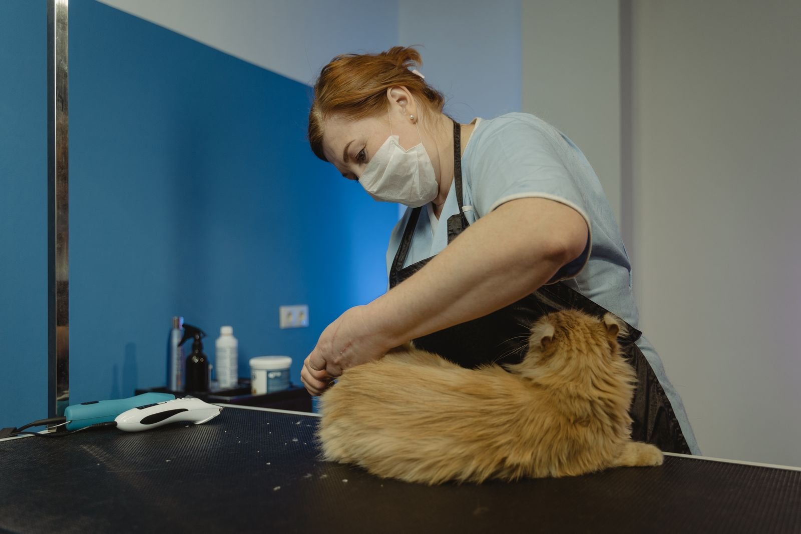 Premium Pet Ear Treatment Pune
