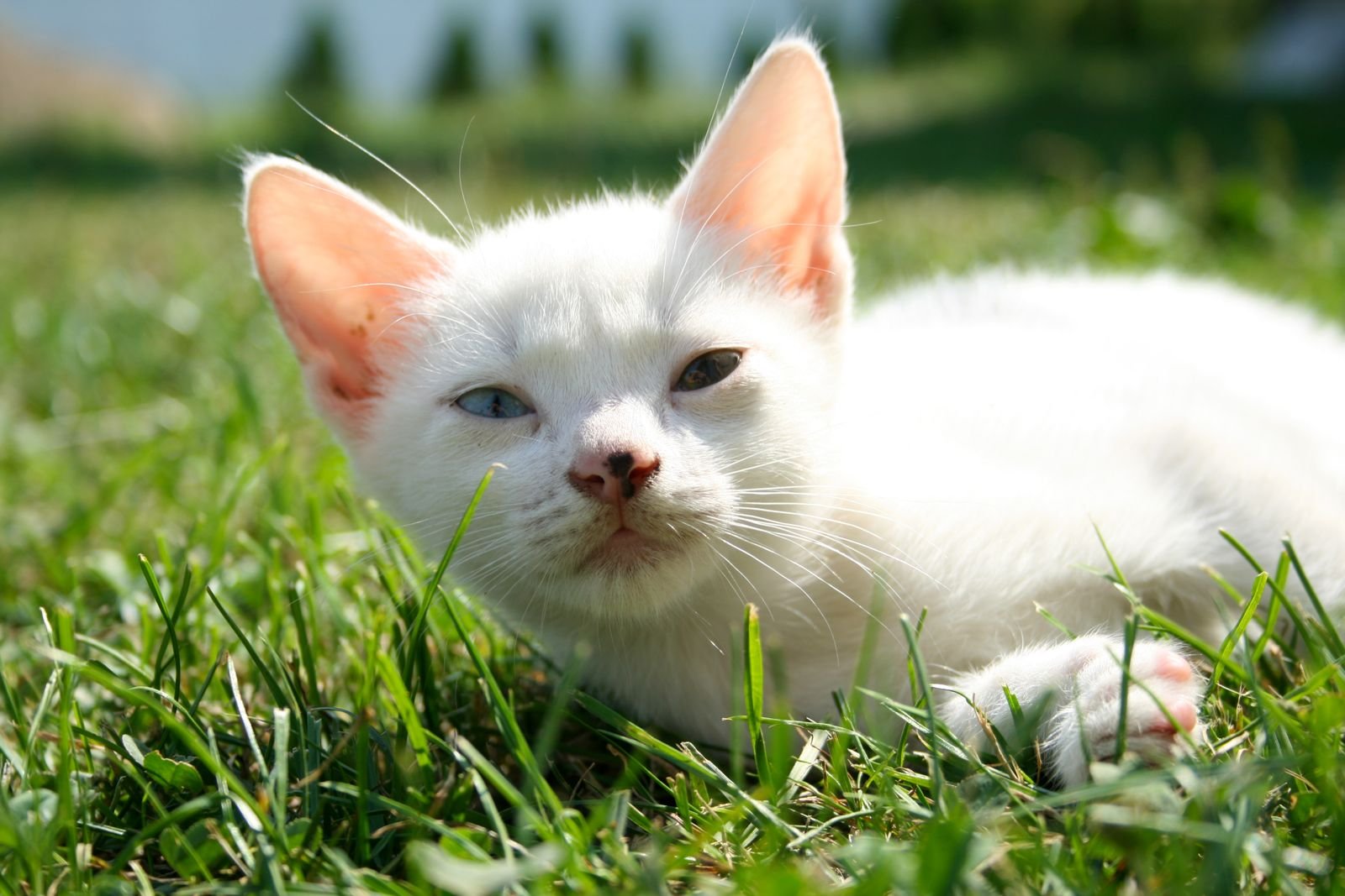 Senior Pet Ear Care