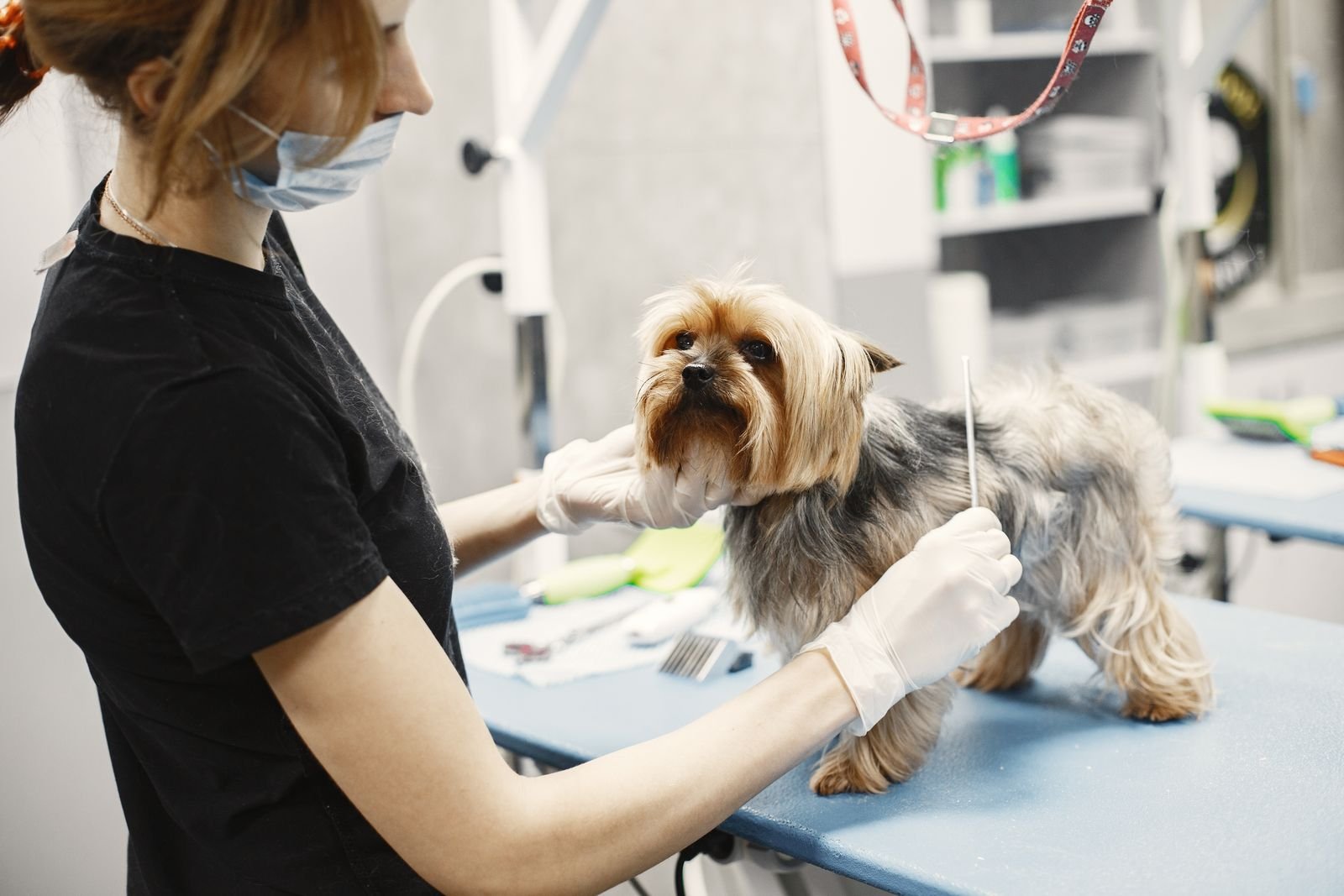 Ear Mite Removal