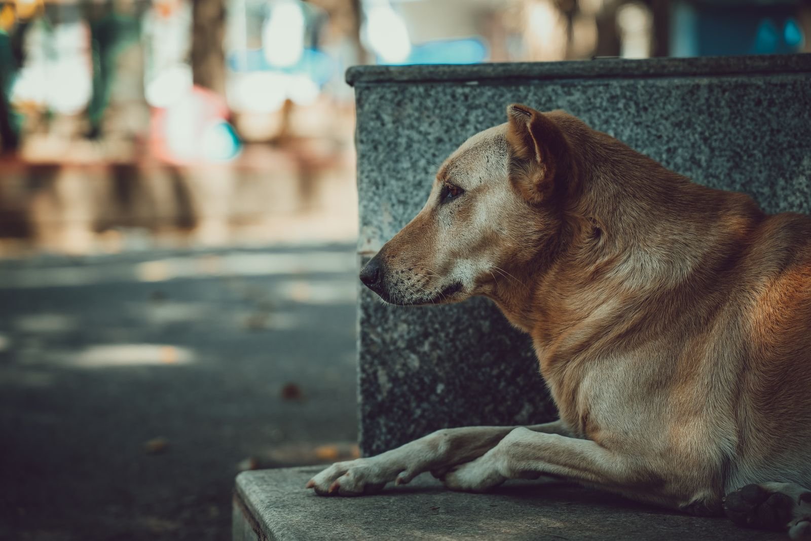Pet Burial Ceremonies Bhagalpur
