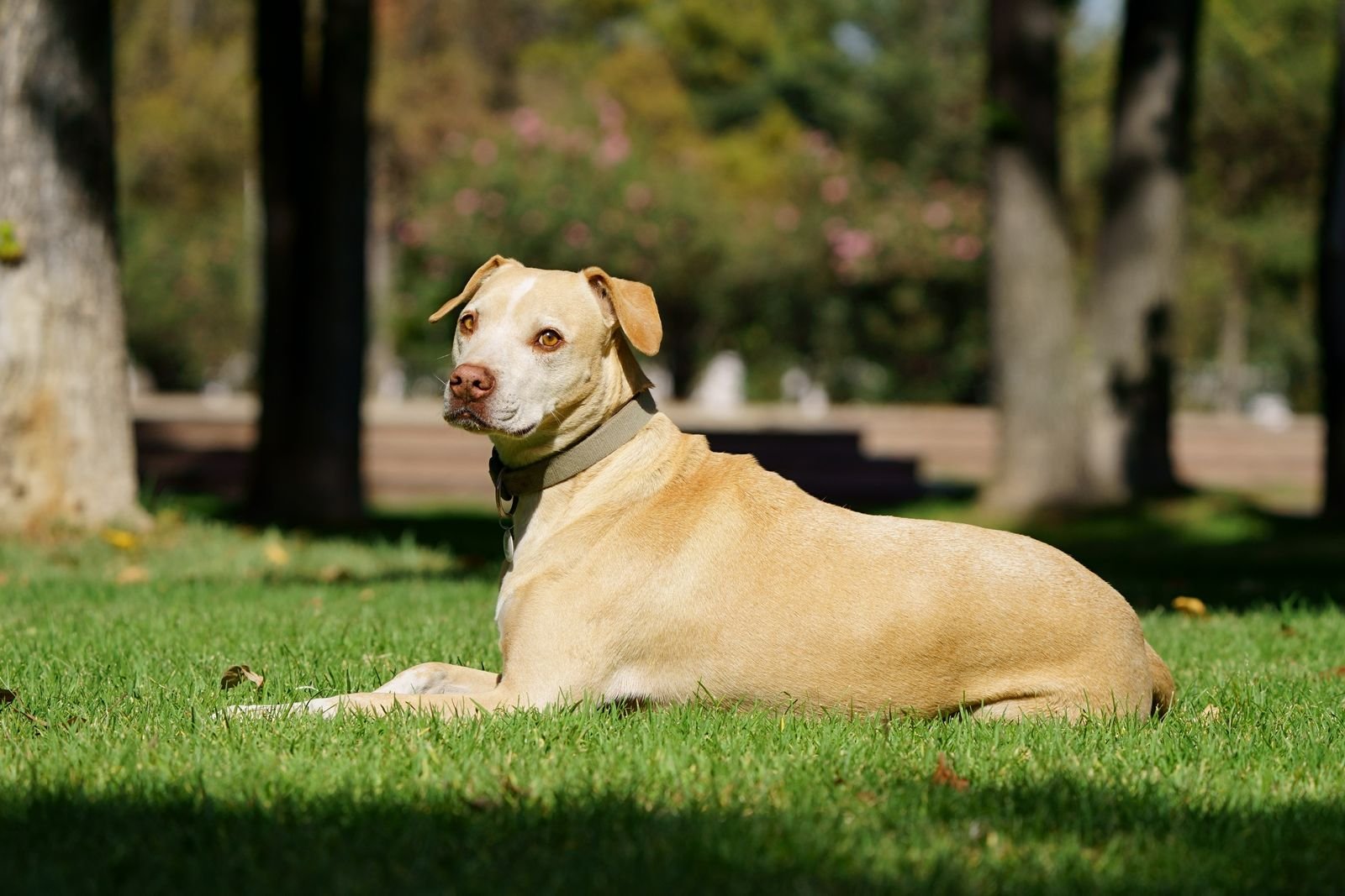 Pet Transportation Services Bhagalpur