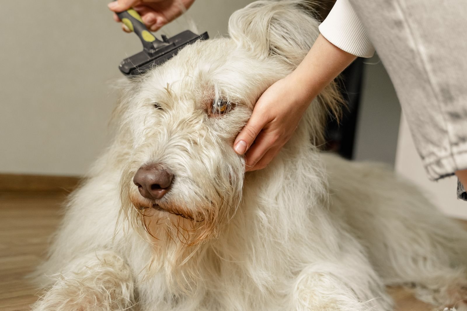 Nail Trimming and Paw Care Dapoli