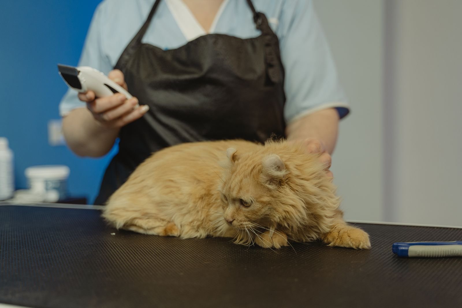 De-shedding Treatment Dapoli
