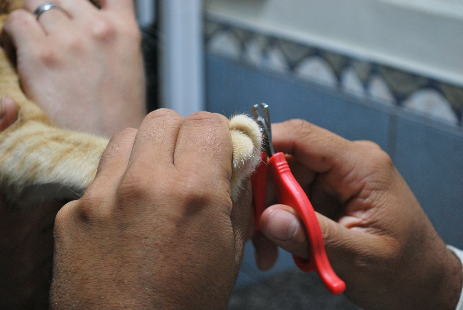 Flea and Tick Treatment Dapoli