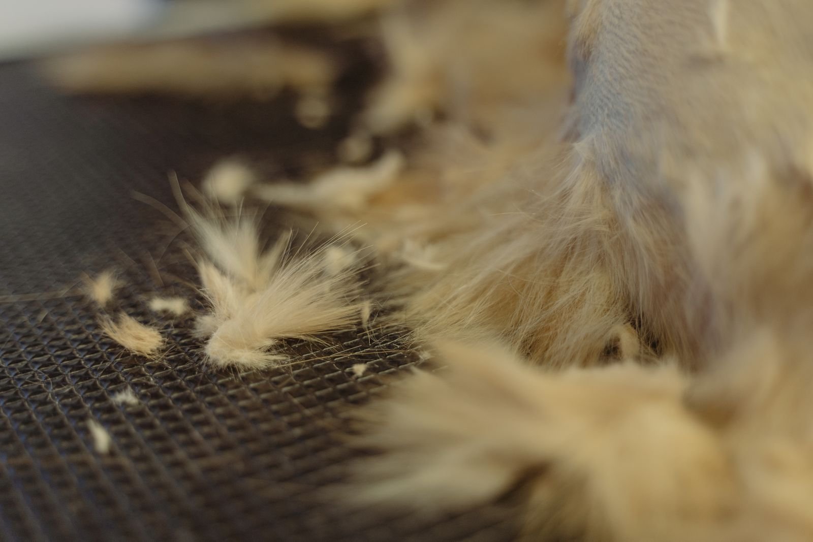 De-shedding Treatment for Pets in Chandur