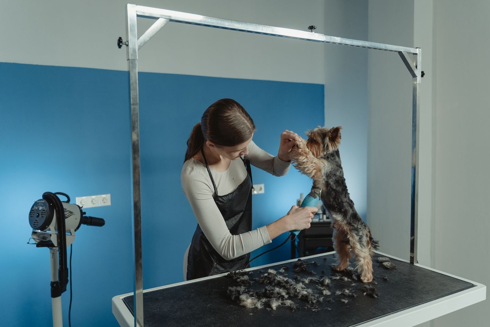 Medicated Bath Therapy for Pets