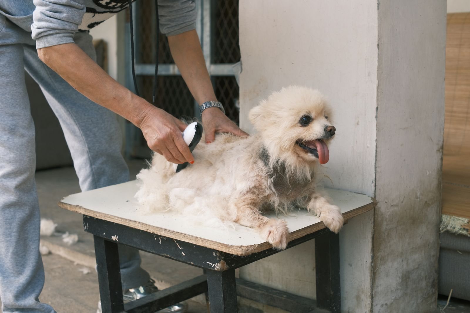 Puppy First Groom Experience in Chandur