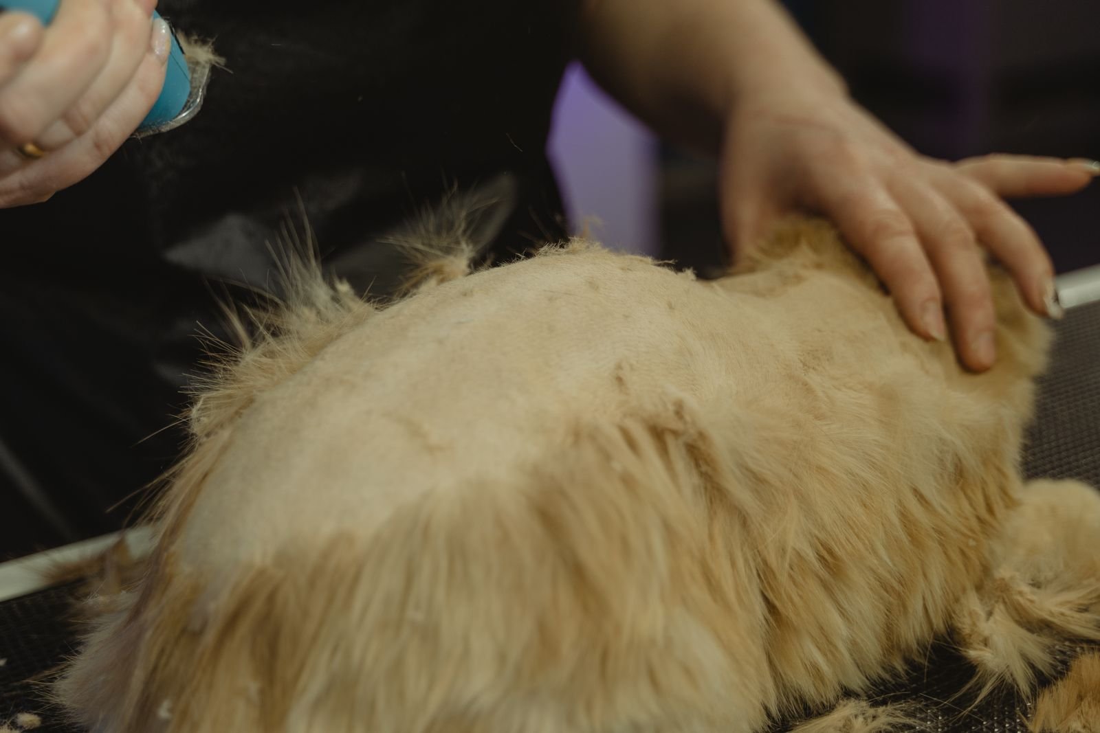 Coat Conditioning Spa for Pets