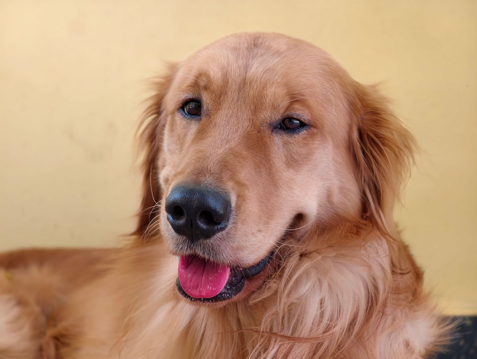 Breed-Specific Styling in Chandur Maharashtra