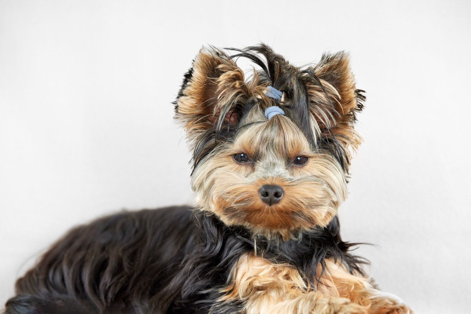 Flea and Tick Treatment for Pets