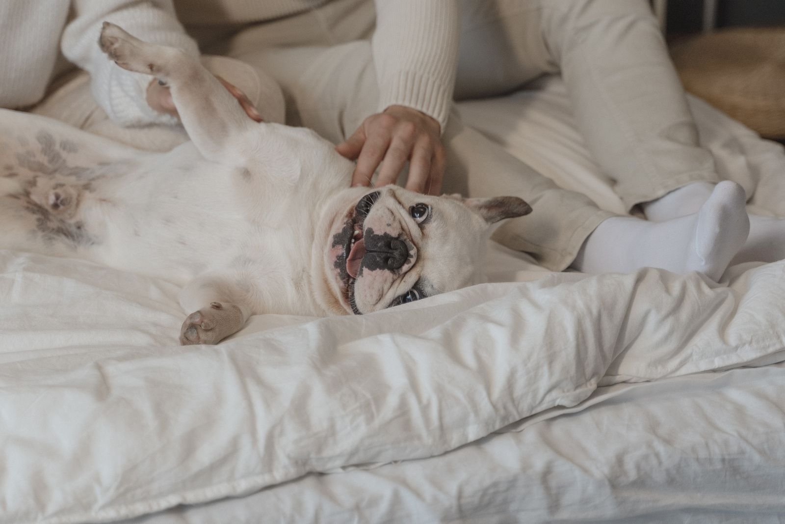 Luxury Pet Hotel in Dehradun