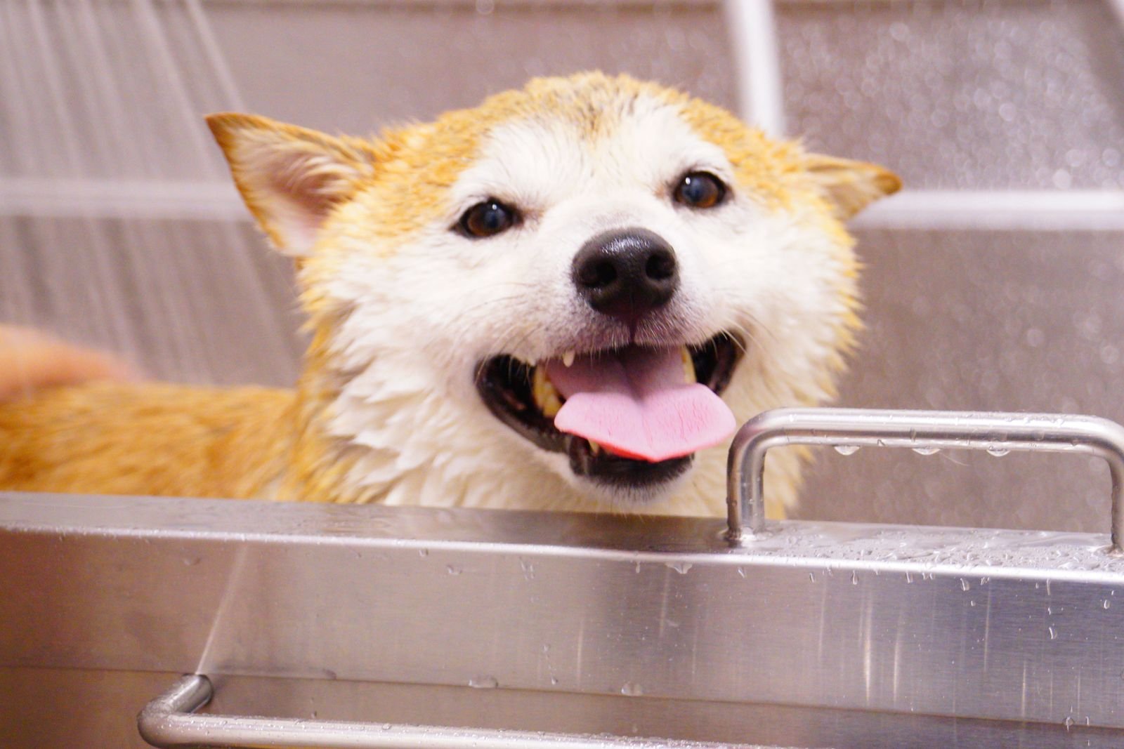 Pet Daycare & Training